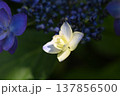 山紫陽花のガク 山紫陽花のガク 137856500