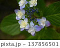 山紫陽花のガク 山紫陽花のガク 137856501