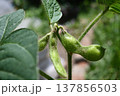家庭菜園の枝豆の成長期 家庭菜園の枝豆の成長期 137856503