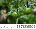 家庭菜園のミニトマトの成長期 家庭菜園のミニトマトの成長期 137856504