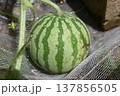 家庭菜園のスイカの成長期 家庭菜園のスイカの成長期 137856505