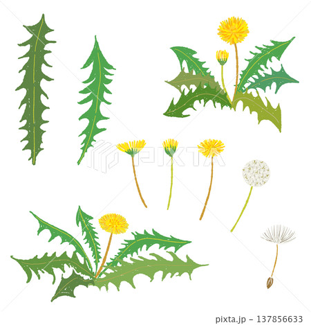 たんぽぽの株と花と葉っぱのバリエーションセット たんぽぽの株と花と葉っぱのバリエーションセット 137856633