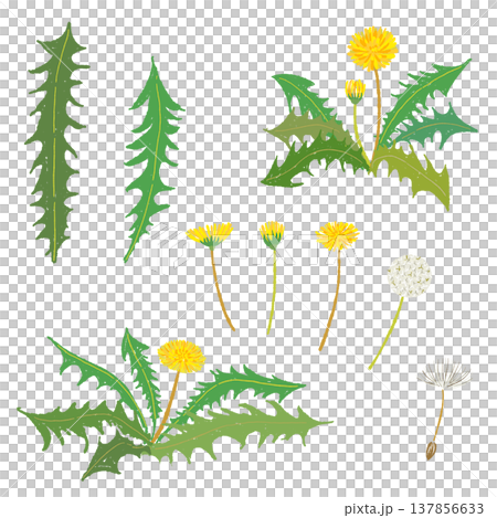 たんぽぽの株と花と葉っぱのバリエーションセット たんぽぽの株と花と葉っぱのバリエーションセット 137856633