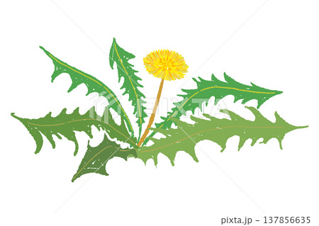 たんぽぽの葉っぱと花の株の手描きイラスト素材 137856635