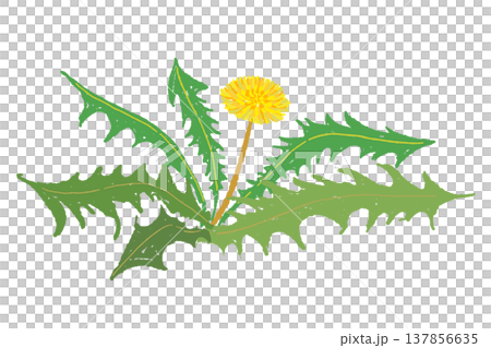 たんぽぽの葉っぱと花の株の手描きイラスト素材 137856635
