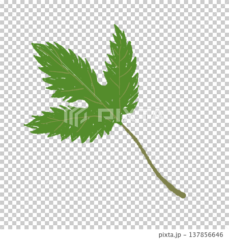 手繪的鋸齒狀綠色啤酒花葉片插圖 手繪的鋸齒狀綠色啤酒花葉片插圖 137856646