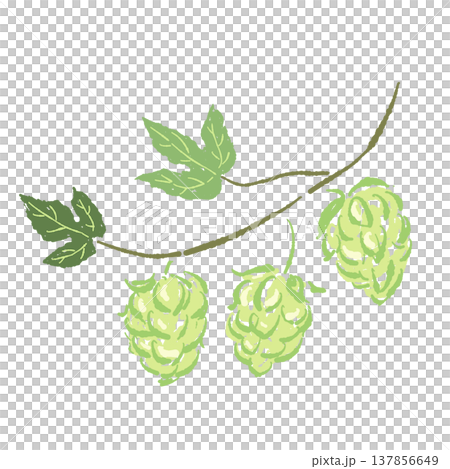 Hand-drawn illustration of a hop branch with leaves and fruit. 137856649
