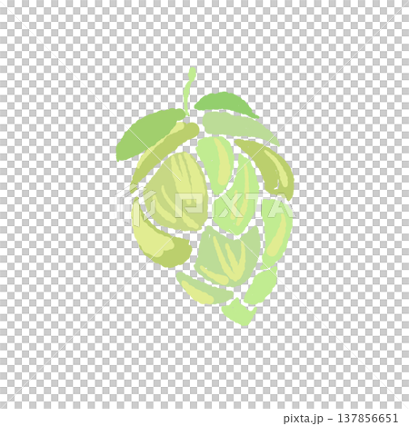 Hand-drawn illustration of a green hop fruit facing diagonally. Hand-drawn illustration of a green hop fruit facing diagonally. 137856651