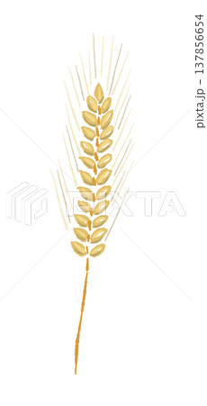 まっすぐな黄金色の麦の穂（単体）の手描きイラスト素材 137856654