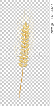 まっすぐな黄金色の麦の穂（単体）の手描きイラスト素材 137856654