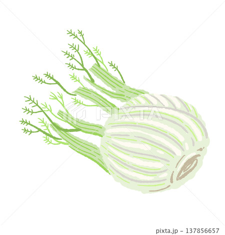 まるごとのフェンネルの株（葉付き・単体）の手描きイラスト素材 137856657