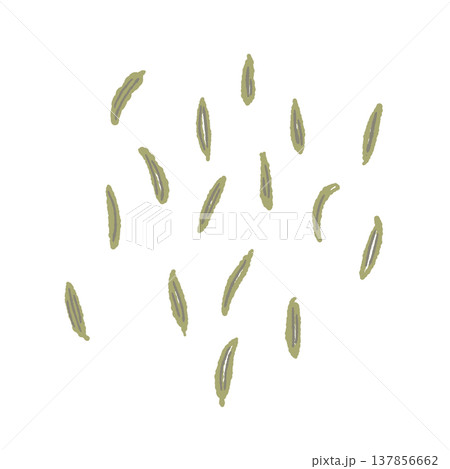 ばらばらに散らばった乾燥フェンネルの種の手描きイラスト素材 137856662