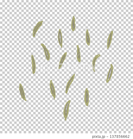 ばらばらに散らばった乾燥フェンネルの種の手描きイラスト素材 137856662