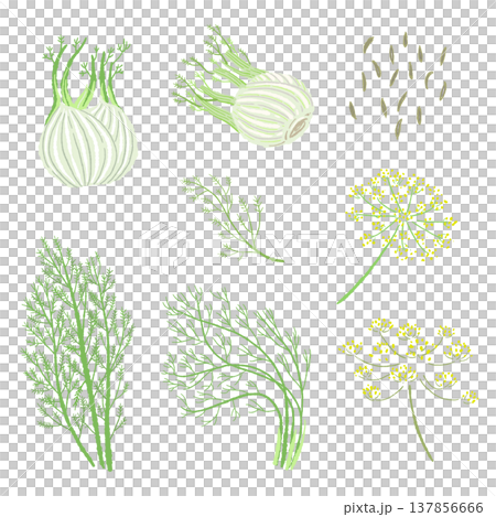 A set of illustrations showing variations of fennel plants: plants, seeds, leaves, and buds. A set of illustrations showing variations of fennel plants: plants, seeds, leaves, and buds. 137856666