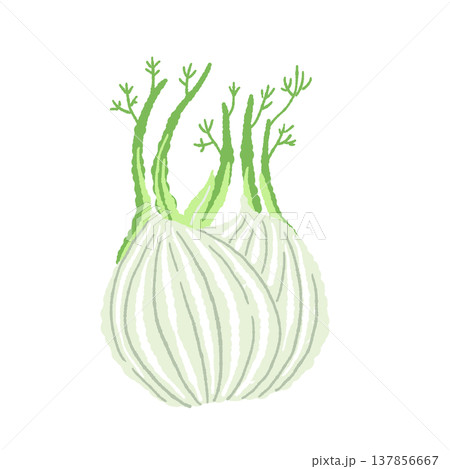 まるごとのフェンネルの株(単体・別ポーズ)の手描きイラスト素材 まるごとのフェンネルの株(単体・別ポーズ)の手描きイラスト素材 137856667