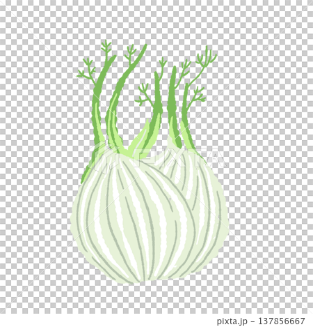 まるごとのフェンネルの株(単体・別ポーズ)の手描きイラスト素材 まるごとのフェンネルの株(単体・別ポーズ)の手描きイラスト素材 137856667