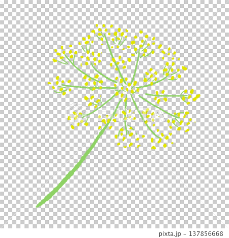 Hand-drawn illustration of yellow fennel buds and flowers. 137856668