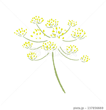 黄色いフェンネルのつぼみと花(別角度)の手描きイラスト素材 黄色いフェンネルのつぼみと花(別角度)の手描きイラスト素材 137856669