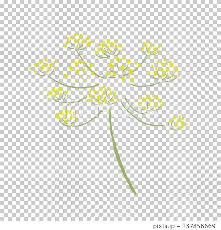 黄色いフェンネルのつぼみと花(別角度)の手描きイラスト素材 黄色いフェンネルのつぼみと花(別角度)の手描きイラスト素材 137856669