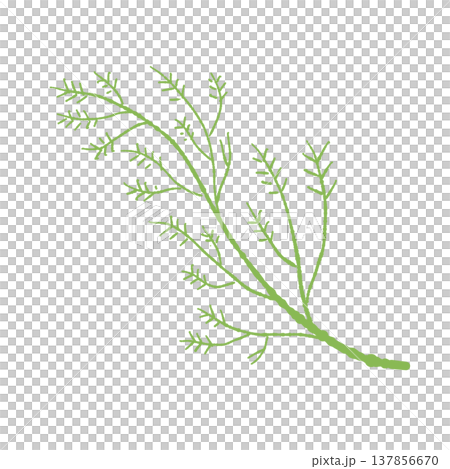 Hand-drawn illustration of green fennel leaves (with stems) Hand-drawn illustration of green fennel leaves (with stems) 137856670