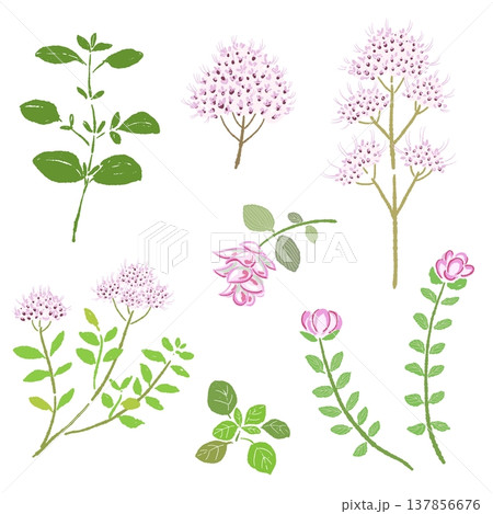 オレガノの葉っぱや花・茎の手描きイラストバリエーションセット 137856676