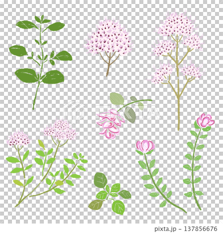 オレガノの葉っぱや花・茎の手描きイラストバリエーションセット 137856676
