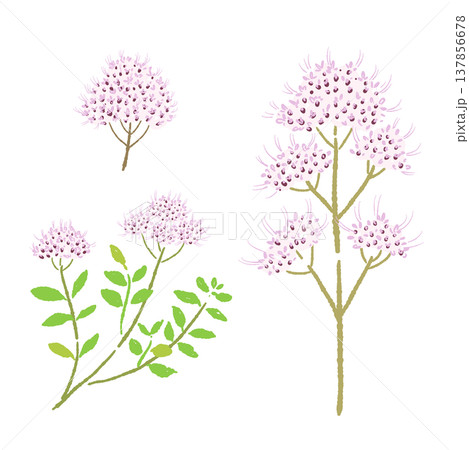 ピンク色の花が咲いたオレガノの茎イラストセット素材 ピンク色の花が咲いたオレガノの茎イラストセット素材 137856678