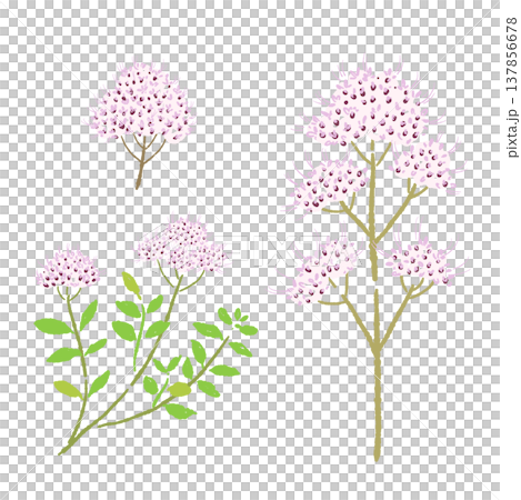 一組描繪帶有粉紅色花朵的牛至莖的插圖。 137856678