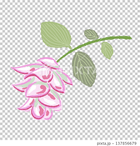 ピンク色の苞葉が美しい観賞用オレガノの手描きイラスト素材 137856679