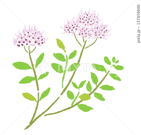 ピンク色の花が咲くオレガノの群生手描きイラスト素材 137856680