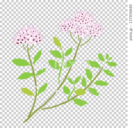 ピンク色の花が咲くオレガノの群生手描きイラスト素材 137856680