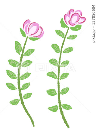2本並んだピンク色の花が咲くオレガノの手描きイラスト素材 137856684