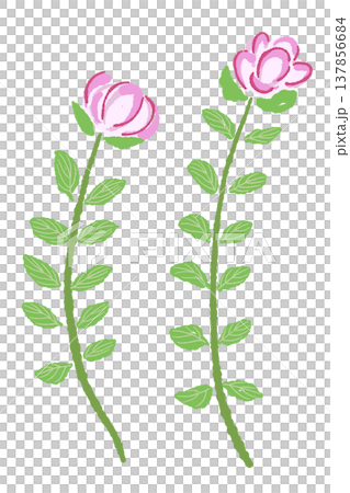 2本並んだピンク色の花が咲くオレガノの手描きイラスト素材 137856684
