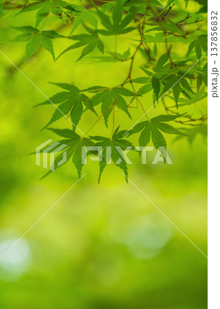 もみじの新緑《三重県 四日市市 水沢町 もみじ谷》 137856832