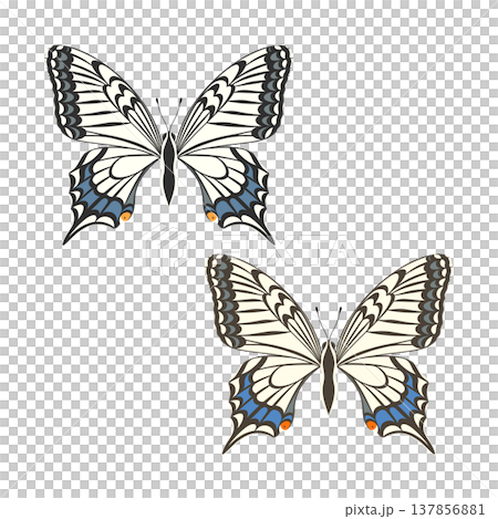 綺麗な蝶々_ナミアゲハ_雄と雌 137856881