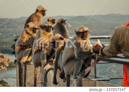 Monkey in the tropical forest in India. Family of monkeys.  Long-Tailed macaque 137857147
