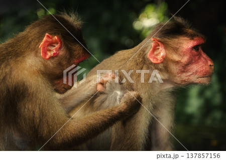 Monkey in the tropical forest in India. Family of monkeys. Long-Tailed macaque Monkey in the tropical forest in India. Family of monkeys. Long-Tailed macaque 137857156