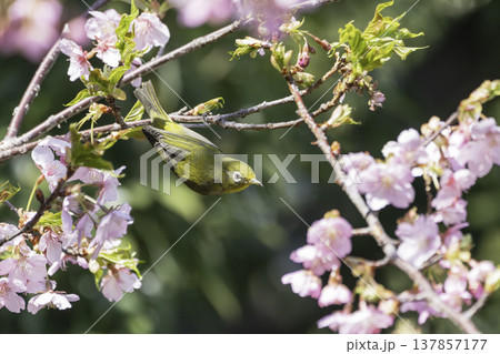 ピンクの梅の花と蜜を求めるメジロ ピンクの梅の花と蜜を求めるメジロ 137857177