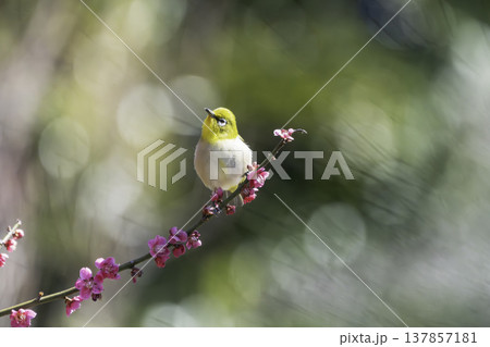 ピンクの梅の花と蜜を求めるメジロ ピンクの梅の花と蜜を求めるメジロ 137857181