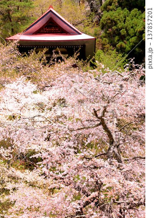 赤和観音のしだれ桜 赤和観音のしだれ桜 137857201