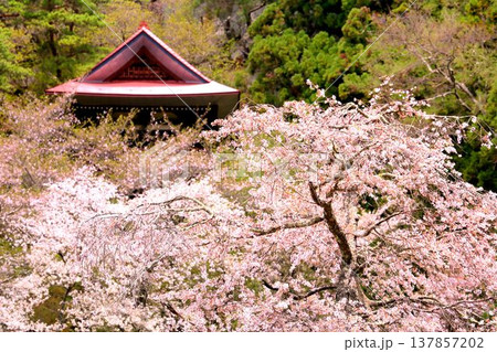 赤和観音のしだれ桜 137857202