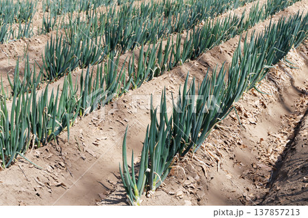 ネギ畑 137857213