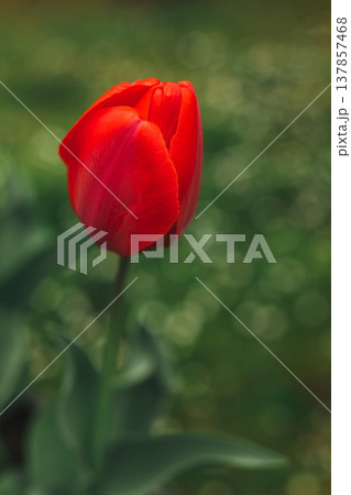 Beautiful red tulip flower in a spring garden. 137857468