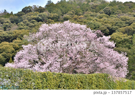南禅寺禅センターの桜 南禅寺禅センターの桜 137857517