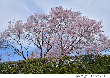 南禅寺禅センターの桜 137857518