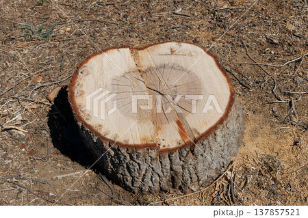 木の切り株 木の切り株 137857521
