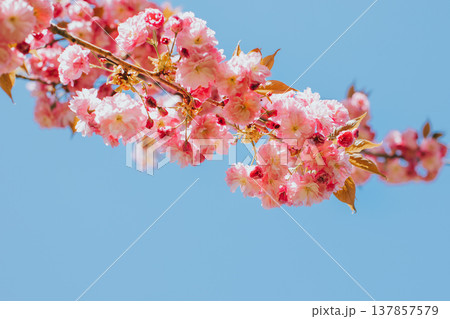 Amazing pink cherry blossoms on the Sakura tree. 137857579