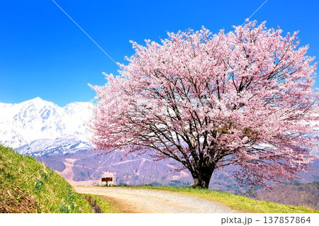 白馬・野平の一本桜 白馬・野平の一本桜 137857864