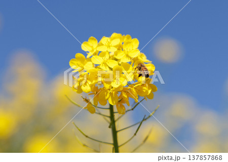 菜の花と青空 137857868
