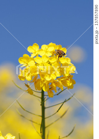 菜の花と青空 菜の花と青空 137857890